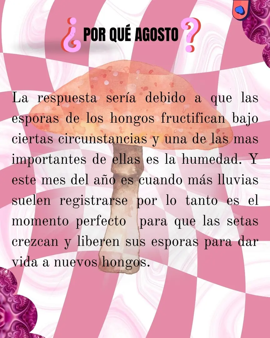 Damero rosa con la acuarela de un hongo y el apartado «¿Por qué agosto?».