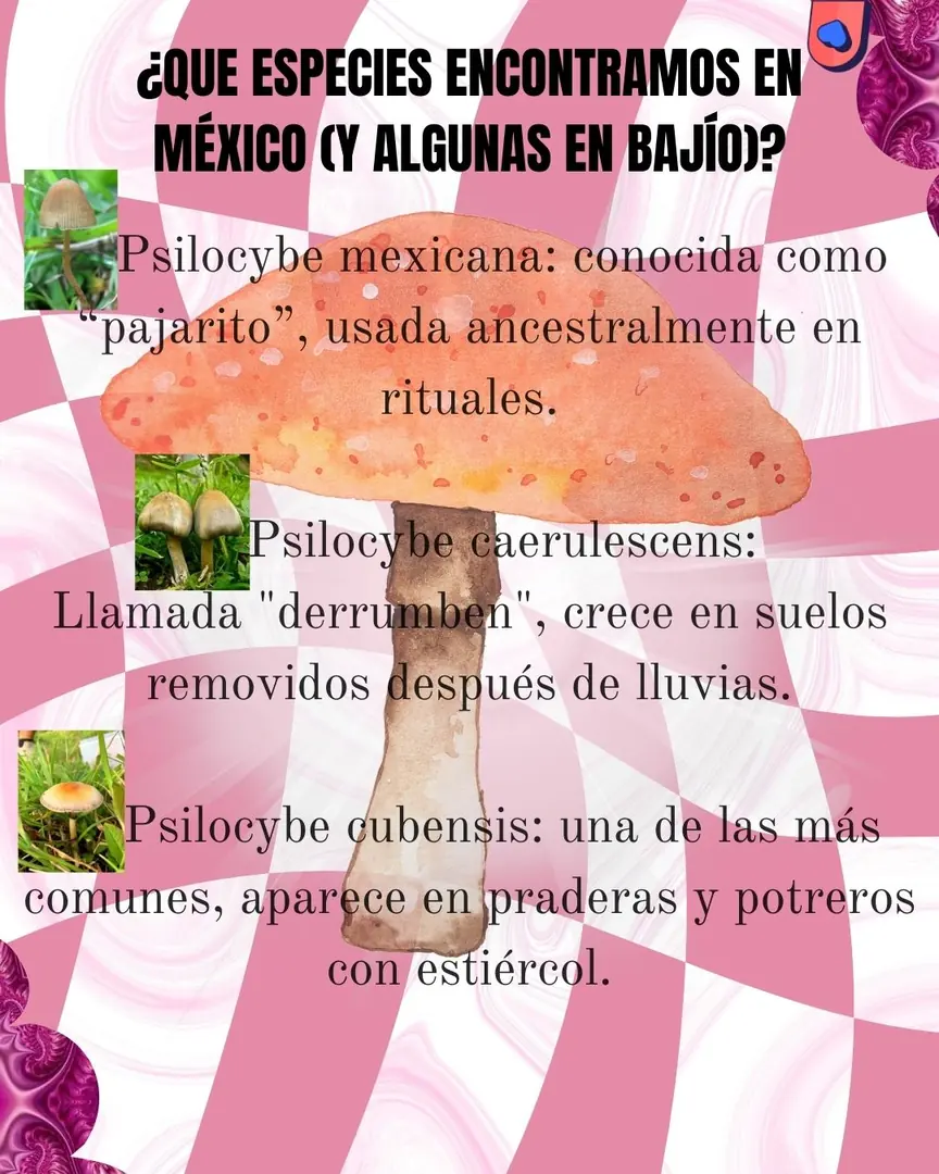Damero rosa con tres fotografías pequeñas de hongos y la lista de especies.