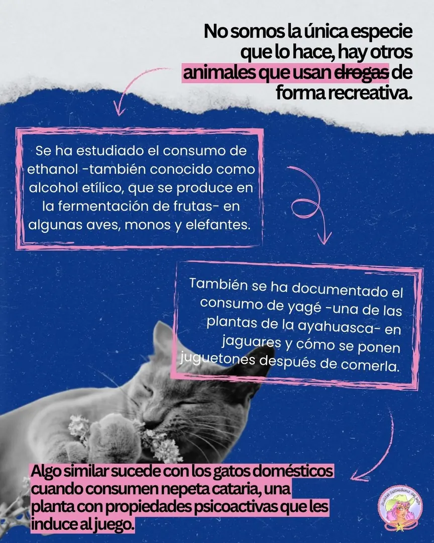 Fondo azul con recuadros rosas y la fotografía de un gato oliendo una planta.